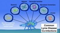 lyme-co-infections.jpg